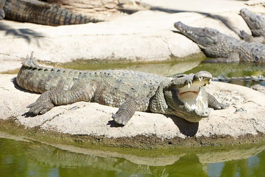 Torremolinos: Crocodile Park Entrance Ticket - Who Will Love This Experience?