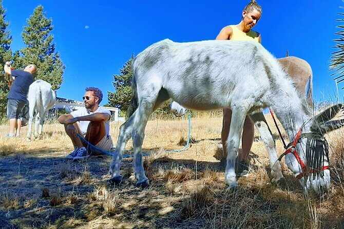 Tour the Sanctuary and Walk with the Donkeys and Share their Love - Frequently Asked Questions