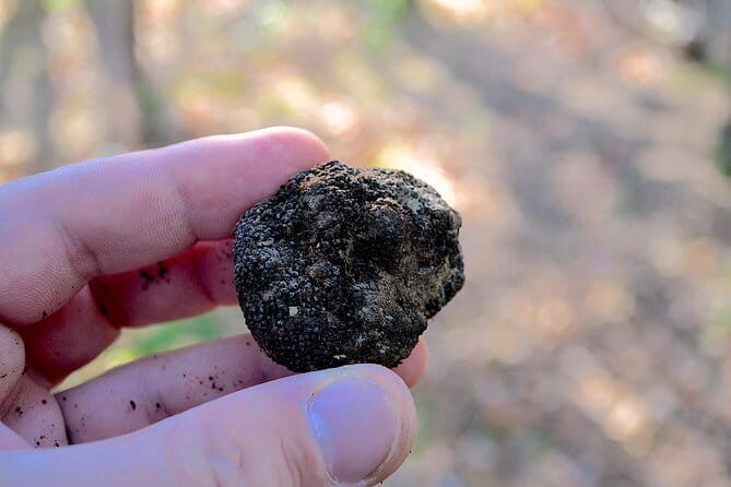 Truffle Hunting Experience with Lunch in San Miniato - Exploring the itinerary: What to expect and why it matters