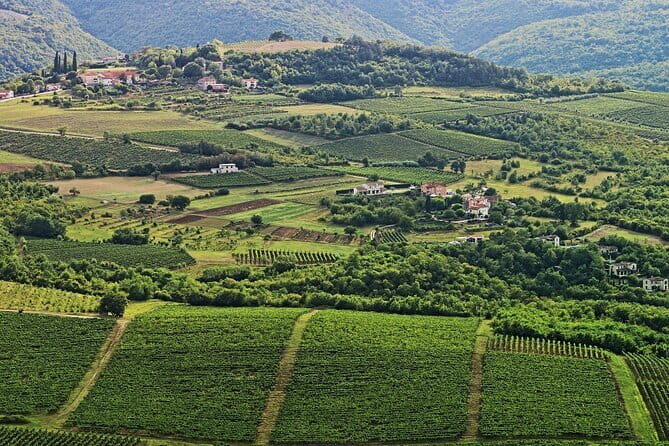 Truffle hunting in Istria private experience - Summary: Who Will Love This Tour?