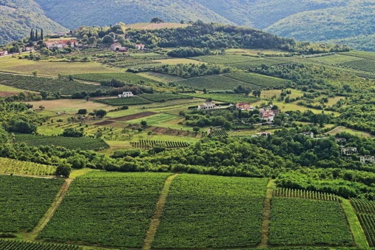 Truffle hunting in Istria private experience - Practical Details and Value
