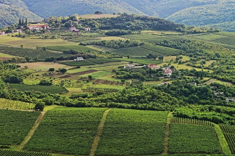 Truffle hunting in Istria private experience - Practical Details and Value