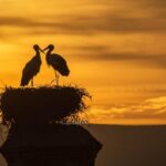 Trujillo :Sunset guided visit "The Sunset Collector". - The Sum Up