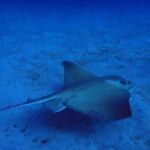 Try Dive in Abades Bay with a private instructor - What the Reviews Say