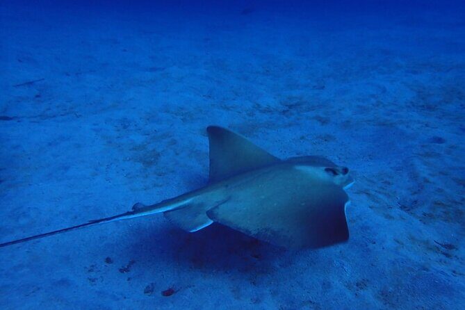 Try Dive in Abades Bay with a private instructor - What the Reviews Say