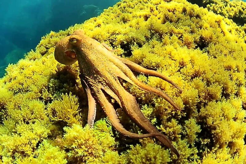 Try Scuba Diving and Snorkeling boat trip in Ibiza - FAQ about the Ibiza boat trip