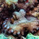Try Scuba Diving in Cala d'Or  No Experience Needed - What’s the Itinerary?