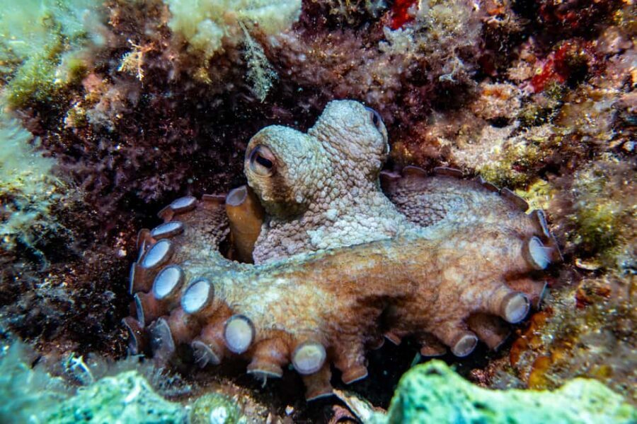 Try Scuba Diving in Cala d'Or  No Experience Needed - What’s the Itinerary?
