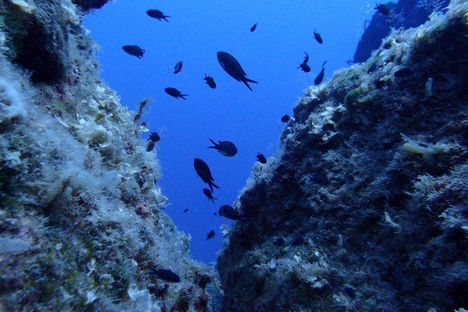 Try Scuba Diving in Lanzarote (No experience needed) - The Sum Up