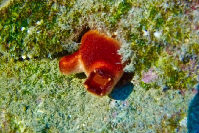 TRY SCUBA DIVING with a Dedicated Instructor - The Fine Details: What Makes This Tour Special