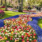Tulip Experience and Keukenhof Flower Gardens Tour from Amsterdam - FAQ: Your Practical Questions Answered