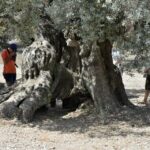 Ulldecona: Guided Tour of the Millenary Olive Trees of Arión - Final Thoughts