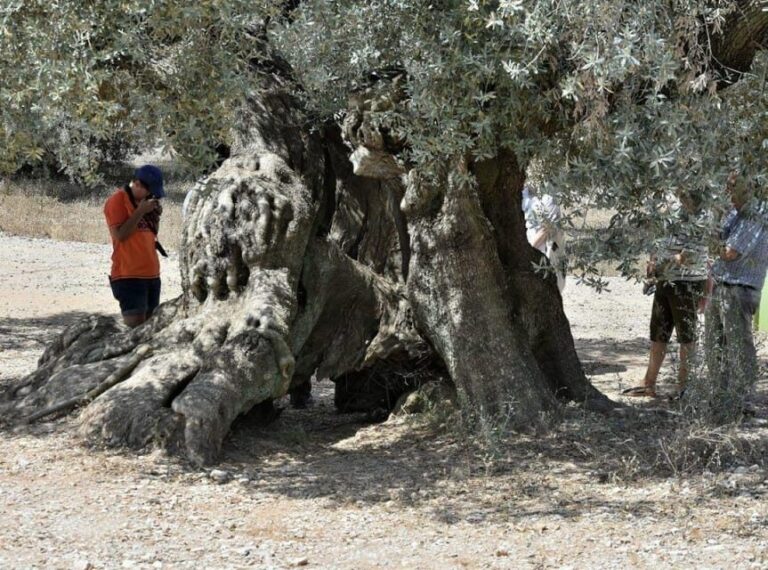 Ulldecona: Guided Tour of the Millenary Olive Trees of Arión - Final Thoughts