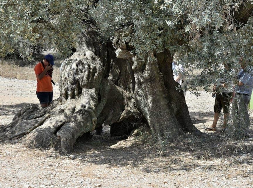 Ulldecona: Guided Tour of the Millenary Olive Trees of Arión - Final Thoughts
