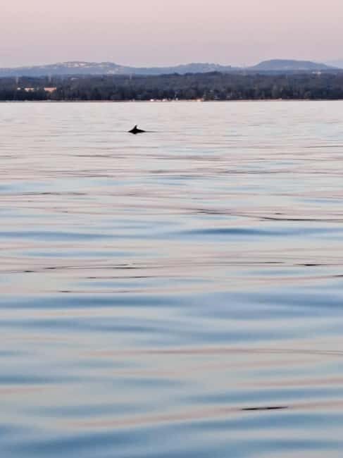 Umag: Dolphinwatching & sunset panorama tour - Sunset and Return
