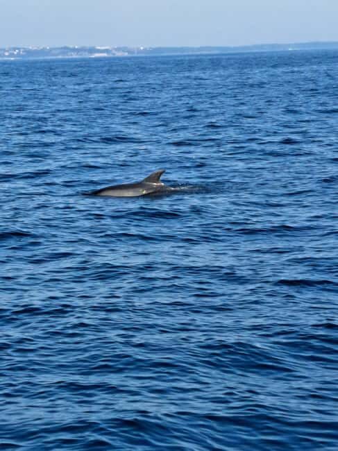 Umag: Snorkeling & dolphinwatching morning boat tour - The Snorkeling Stop: Close Encounters with Marine Life