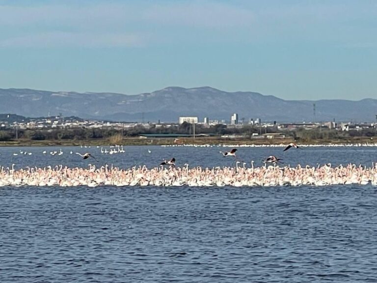 Valencia: The Albufera Lake Self-Guided E-Bike Tour - The Practical Details