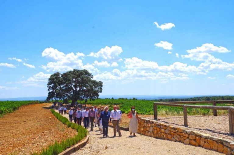 Valencia: Winery Visit with Vineyard Tour & Wine Tasting - Who Should Consider This Tour?