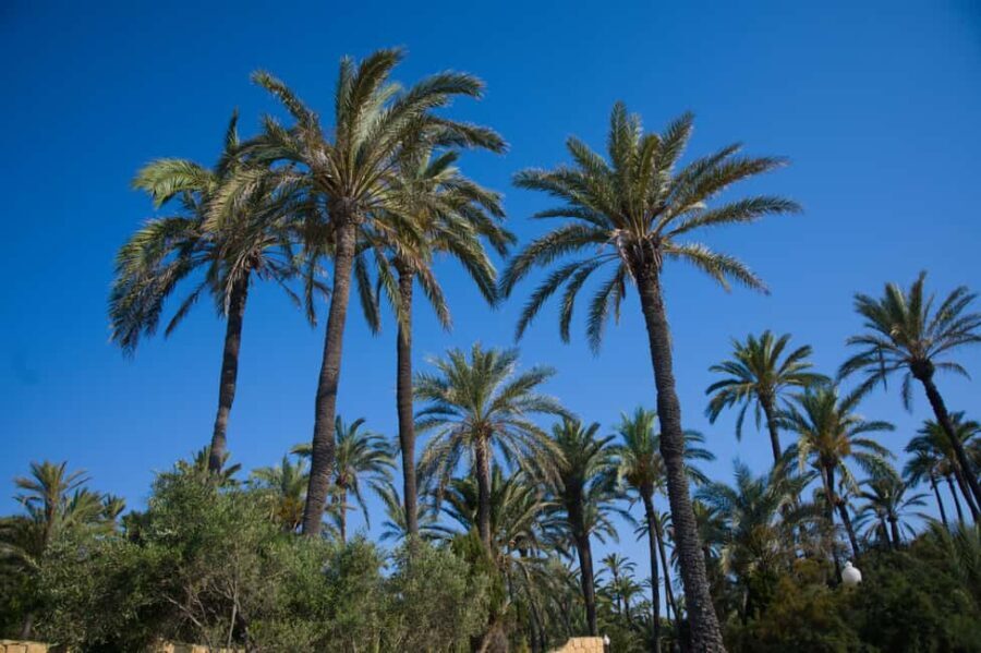 Village Street Market: Santa Pola - Why This Tour Offers Great Value