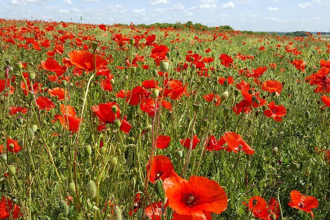 Vimy and Flanders Fields Canadian Battlefield Tour from Lille - Why This Tour Works