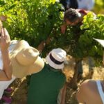VIP Ronda Wine Tour and Tasting and Gourmet Lunch Experience with Winemaker - An In-Depth Look at the Ronda Wine Tour