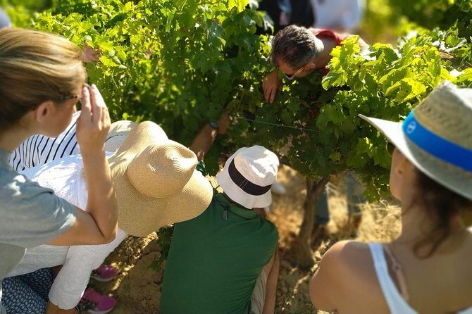 VIP Ronda Wine Tour and Tasting and Gourmet Lunch Experience with Winemaker - An In-Depth Look at the Ronda Wine Tour