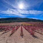 VIP Wine Experience | Costa Blancas Hidden Estates - A Closer Look at the Experience