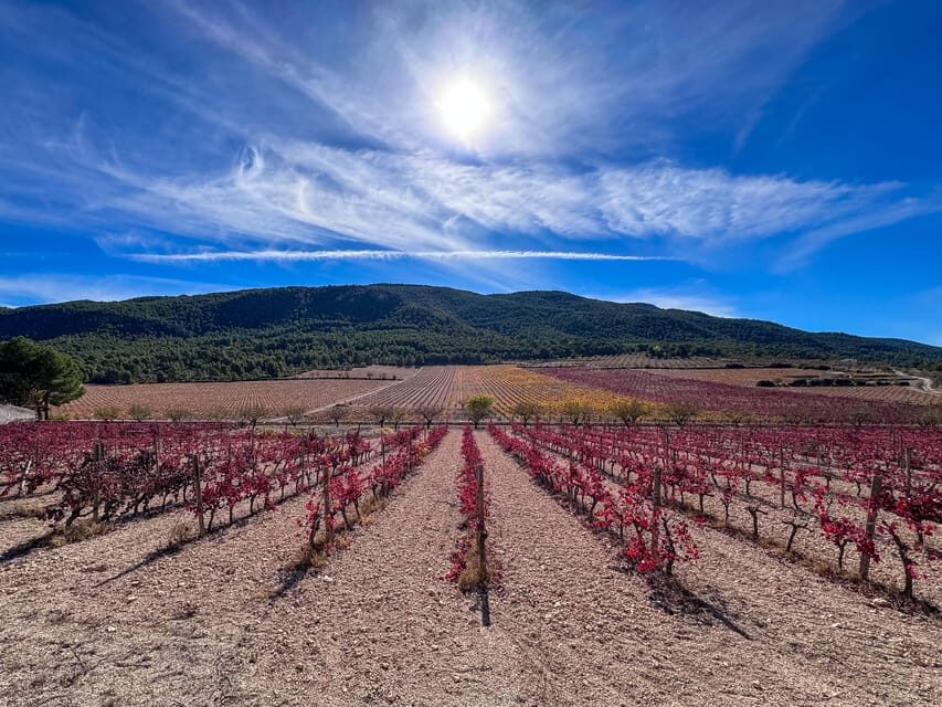 VIP Wine Experience | Costa Blancas Hidden Estates - A Closer Look at the Experience