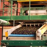 Visit an almazara + extra virgin olive oil tasting: Baeza - Who Will Love This Tour?
