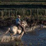 Visit and Discovery in the Heart of the Camargue - FAQ About the Camargue Visit and Discovery Tour
