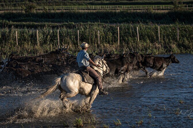 Visit and Discovery in the Heart of the Camargue - FAQ About the Camargue Visit and Discovery Tour