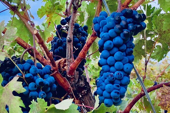 Visit Cuenca and a Vineyard in Spanish Tuscany from Madrid - A Deep Dive into the Experience
