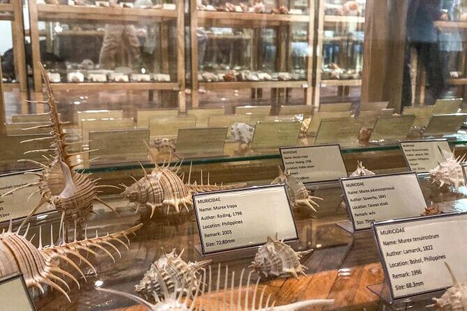 Visit Shell Museum Cavtat - The Experience at the Shell Museum Cavtat