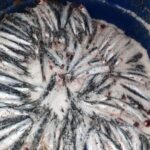 Visit the factory of the Best Anchovies, Santoña, personalized in Spanish - Why This Tour Offers Value