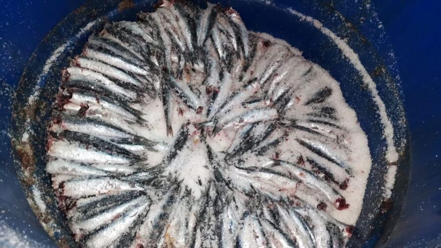Visit the factory of the Best Anchovies, Santoña, personalized in Spanish - Why This Tour Offers Value
