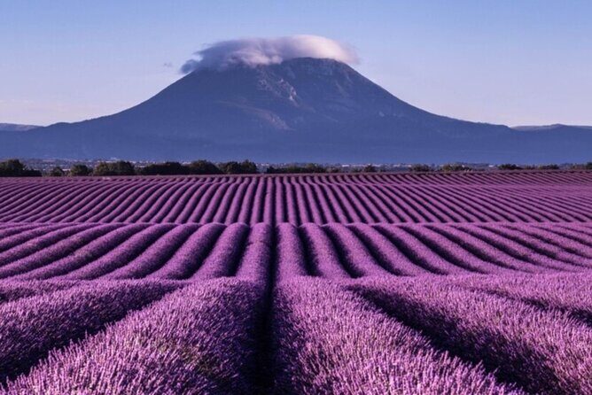 Visit the lavender fields, the Gorges du Verdon and Moustiers. - The Sum Up