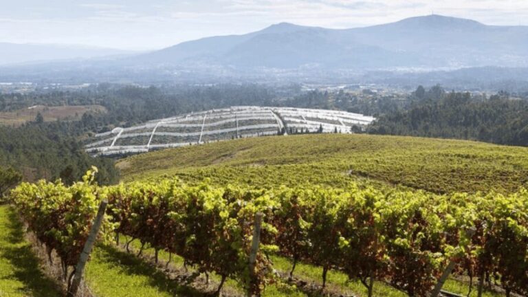 Visit to the Adegas Valmiñor winery and tasting - Final Thoughts: Is This Tour for You?