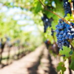 Visit winery in guadalest - Who should consider this tour?
