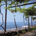 Visiting local Vineyard With Wine Tasting & Lunch included - FAQs