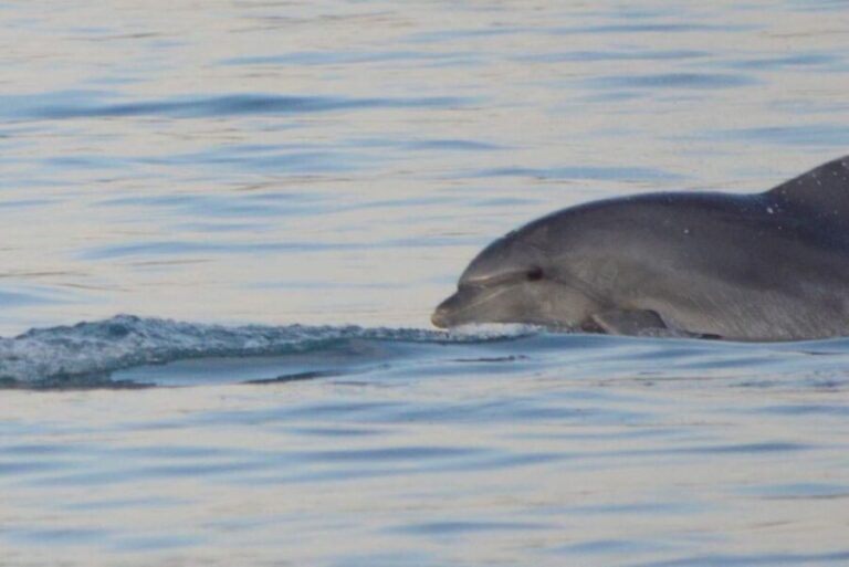 Vrsar: Dolphin Watching Boat Tour including Drinks - Practical Details and What to Expect