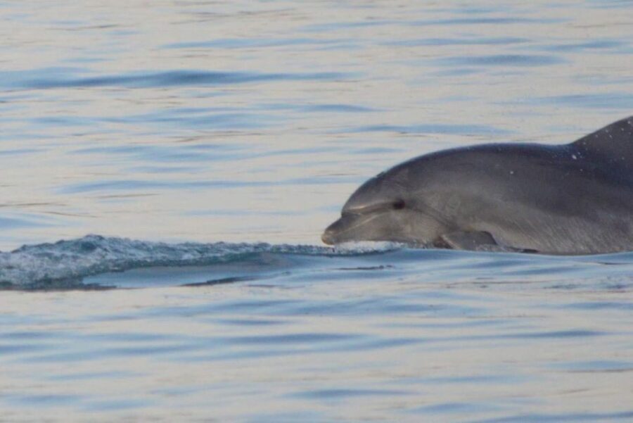 Vrsar: Dolphin Watching Boat Tour including Drinks - Practical Details and What to Expect