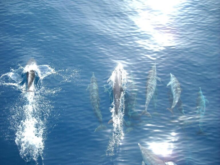 Vrsar: Dolphin Watching Boat Tour including Drinks - Wildlife Encounters