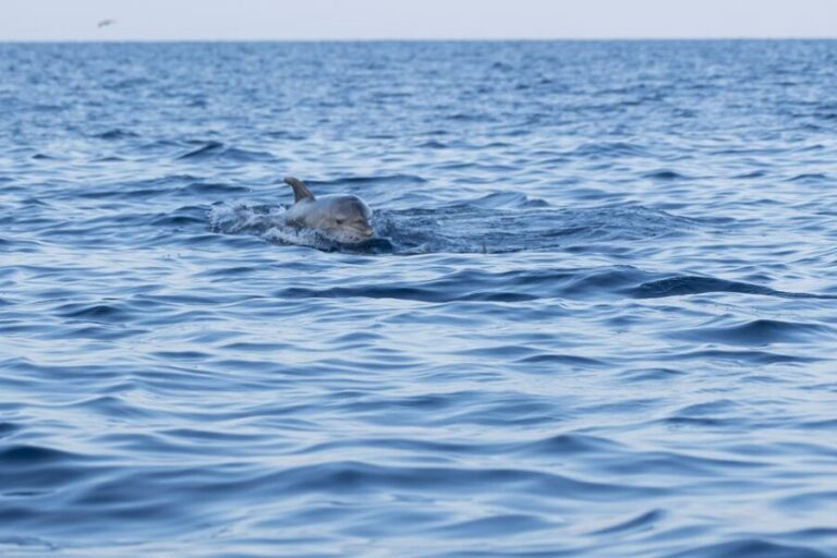 Vrsar: Dolphin-Watching Sunset Adventure with Speedboat - What the Reviews Say