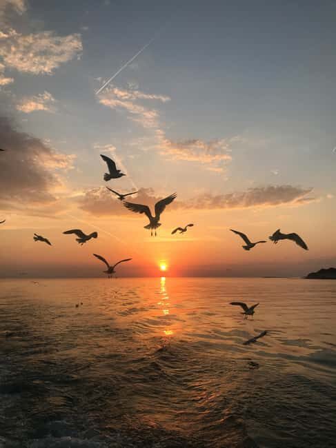 VRSAR: Night Boat Tour to Rovinj with Dolphin Watching - FAQ