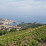 Walks in the heart of the secret vineyards around Collioure, tastings - An In-Depth Look at the Collioure Vineyard Walk and Tasting Tour