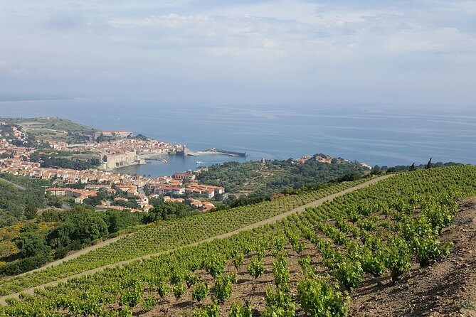 Walks in the heart of the secret vineyards around Collioure, tastings - An In-Depth Look at the Collioure Vineyard Walk and Tasting Tour