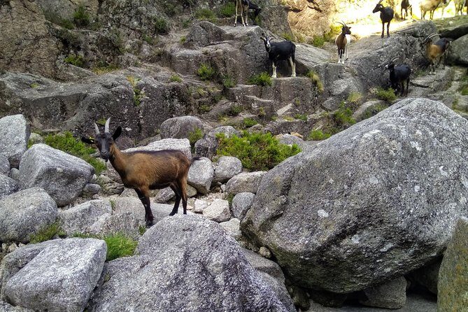 Waterfalls, Heritage and Nature in Gerês Park - from Porto - The Practical Side: Transportation & Cost