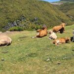 West of Madeira Private Half-Day Tour - Who Will Love This Tour?