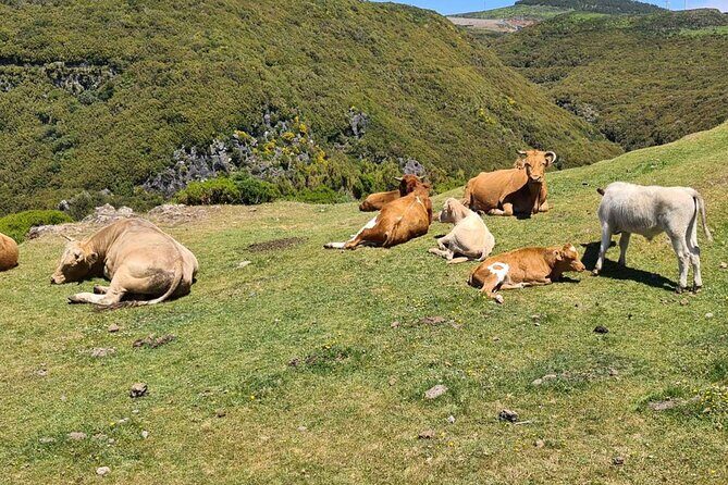 West of Madeira Private Half-Day Tour - Who Will Love This Tour?