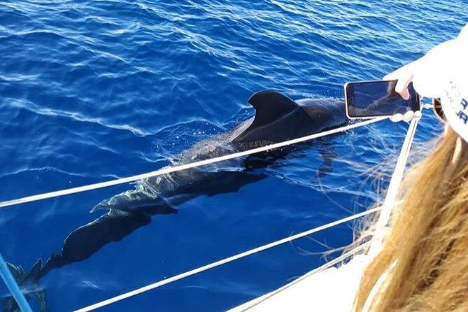 Whale and Dolphin Small Group Sailing from Tenerife South - FAQ